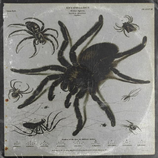 Tarantula